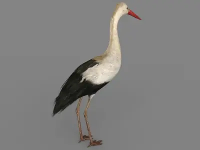 Stork 3D model 3D model