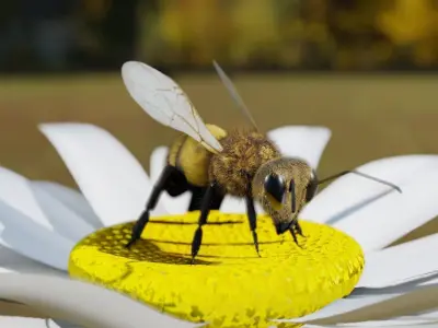 Bee photorealistic 3D model rigged animated Low-poly 3D model