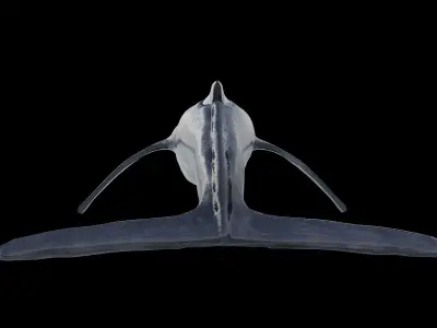 Blue whale 3D model