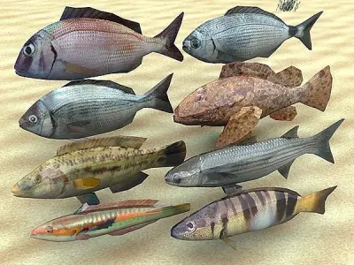 Adriatic sea fish collection Low-poly 3D model