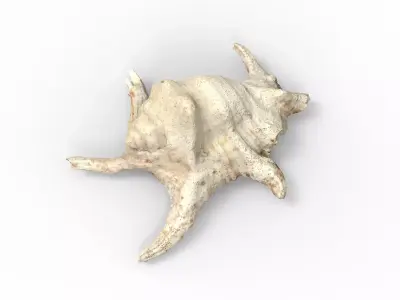 Full detailed sea shell photogrammetry 3D model