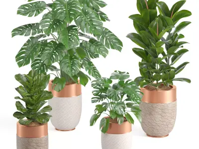 Indoor Plant Set07 3D model