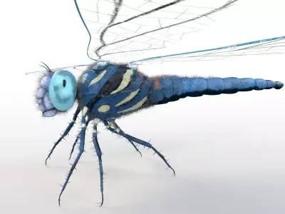 Dragonfly Insect Low-poly 3D model