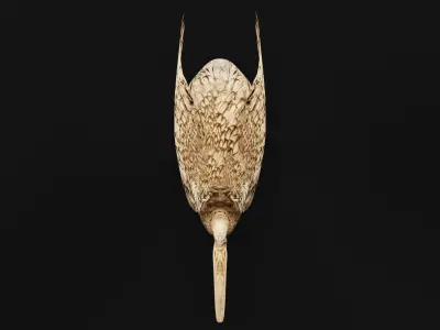 Giant Ibis Bird Low-poly 3D model