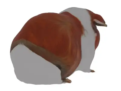 Abyssinian guinea pig Low-poly 3D model