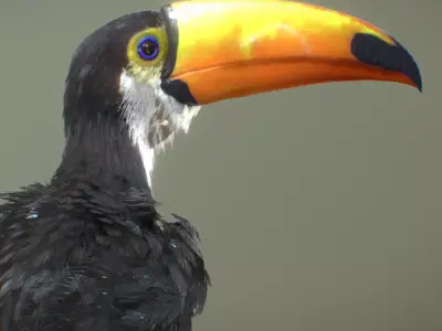 Toco Toucan 3D model