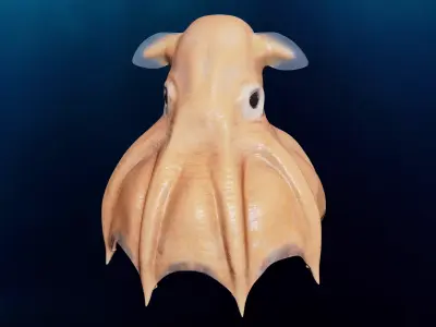 Grimpoteuthis - Dumbo Octopus - Ver 2024  Low-poly 3D model