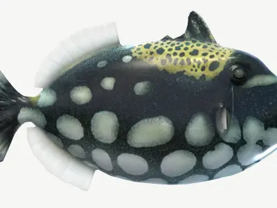 Clown Triggerfish Low-poly 3D model