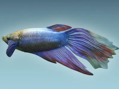 Betta Fish 1 3D model