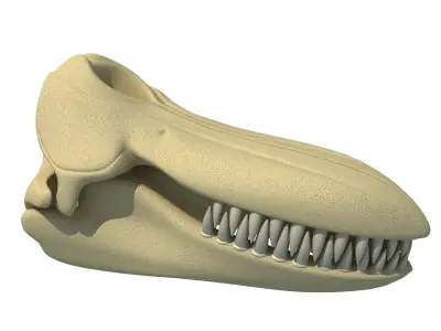 Killer Whale Orca Skull 3D model