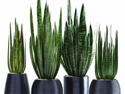 indoor plant set017 3D model