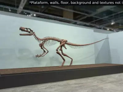 Dinosaur Skeleton Free 3D model