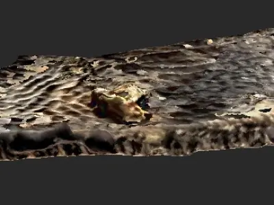 Fossilised Turtle Carapace 3D model