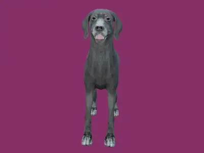 dog lowpoly 3d model 3D model