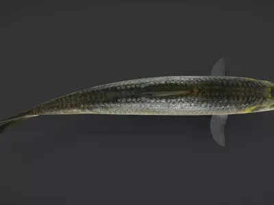 Bali Sardinella -Pacific Herring Animated 3D model