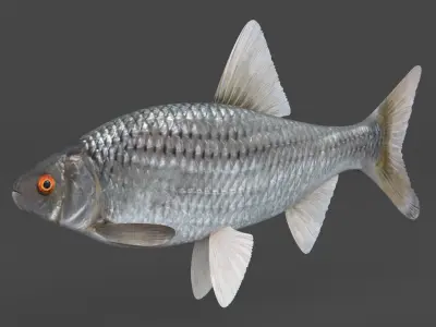 Fish Vobla 3D model