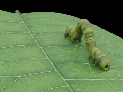 Caterpillar as low-poly model Low-poly 3D model