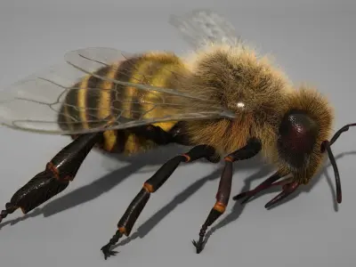 HONEYBEE 2 XGEN CORE RIGGED 3D model