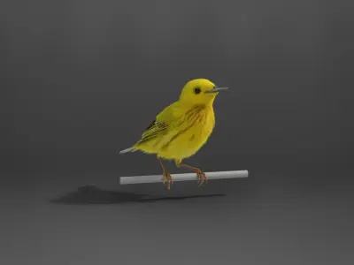 Yellow Warbler Animated VFX Grace 3D model