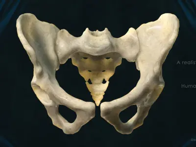 Pelvis 3D model