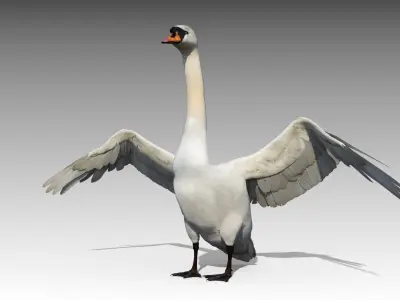 Mute Swan Low-poly 3D model
