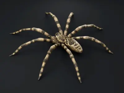 Fishing Spider Low-poly 3D model