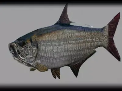 tarpon fish flying in sky 3D model