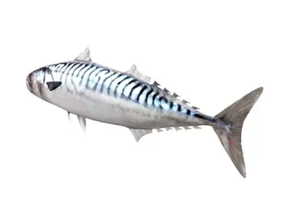 Mackerel Fish 3D model