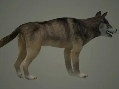 wolf animal low poly fur black arctic american mammal  3D model