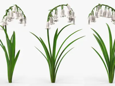 Campanula Bellflower Plant with Green Leaves White 3D model
