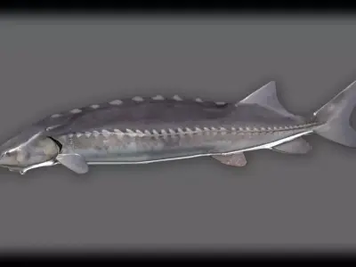 White Sturgeon 3D model