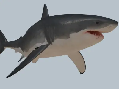 Great white shark rigged and animated for Cinema 4d  Low-poly 3D model