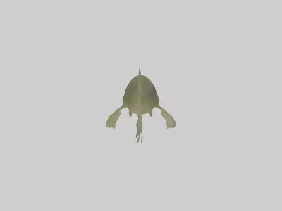 Tadpole Model Low-poly 3D model