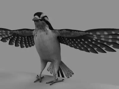 Downy Woodpecker 3D model