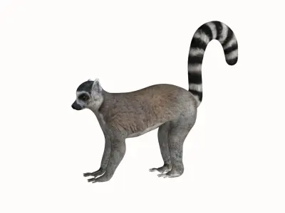 Lemur ring tailed Low-poly 3D model
