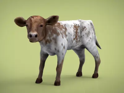 REALISTIC CALF cow 3D model