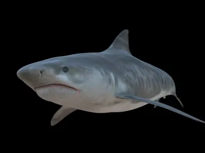 Tiger Shark Low-poly 3D model