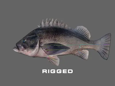 Low-Poly Dusky Rockfish Animated Low-poly 3D model