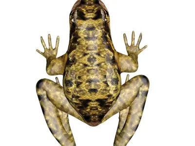 Frog 3D model 3D model