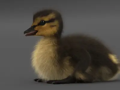 Duckling RIGGED 3D model purchase