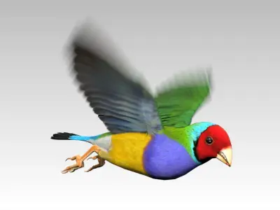 Gouldian Animated Low-poly 3D model