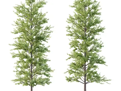 Maidenhair Ginkgo Biloba Tree 09 3D model