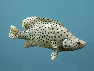 Humpback Grouper Low-poly 3D model