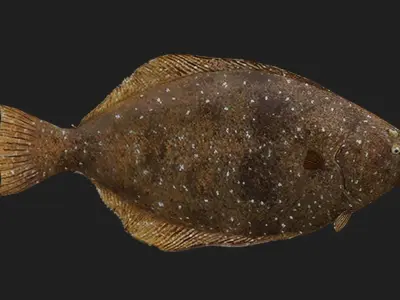 Flatfish Low-poly 3D model