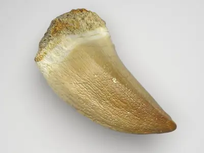 Mosasaurus Tooth 3D model