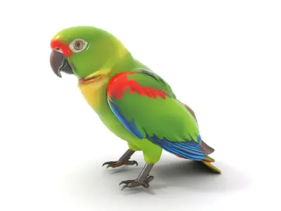 Vibrant Parrot Model Pack Low-poly 3D model