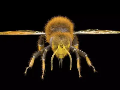 Bee Insect Low-poly 3D model
