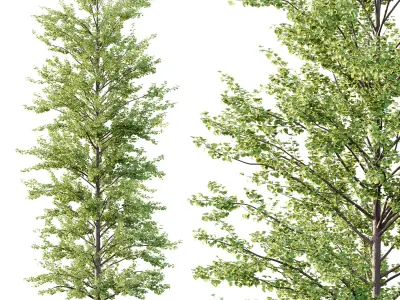 Maidenhair Ginkgo Biloba Tree 09 3D model