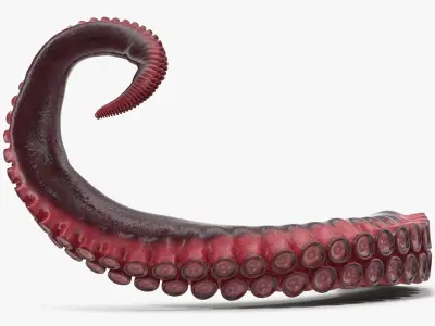 Octopus Tentacle 3D model purchase