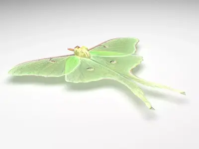 Luna Moth 3D model